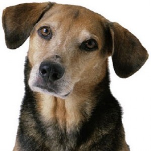 homem deveria trocar cachorro por mulher